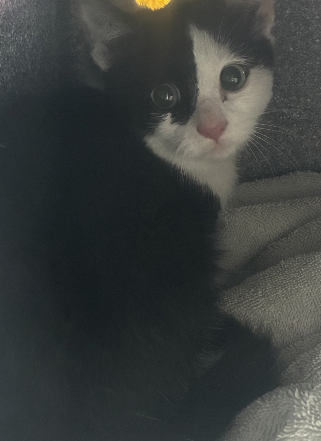 Shelter Stray Female Cat last seen Near S 5070 W, SALT LAKE CITY, UT, 84104, 511 W 3900 S, Salt Lake City, UT 84123, USA