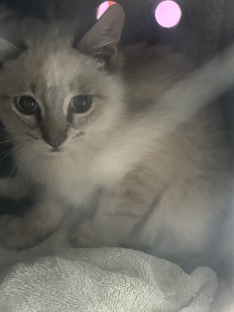 Shelter Stray Male Cat last seen Near S 5070 W, SALT LAKE CITY, UT, 84104, 511 W 3900 S, Salt Lake City, UT 84123, USA