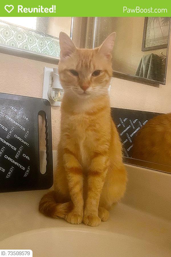 Reunited Female Cat last seen May Ranch, Perris, CA 92571