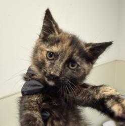 Shelter Stray Female Cat last seen Near Lyon Street, San Diego, CA, 92102, 5500 Gaines St, San Diego, CA 92110, USA