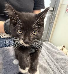 Shelter Stray Female Cat last seen Near Picador Boulevard, San Diego, CA, 92154, 5500 Gaines St, San Diego, CA 92110, USA