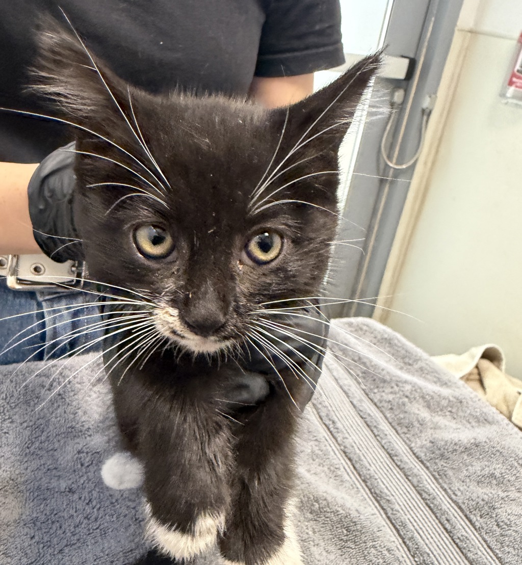 Shelter Stray Female Cat last seen Near Picador Boulevard, San Diego, CA, 92154, 5500 Gaines St, San Diego, CA 92110, USA