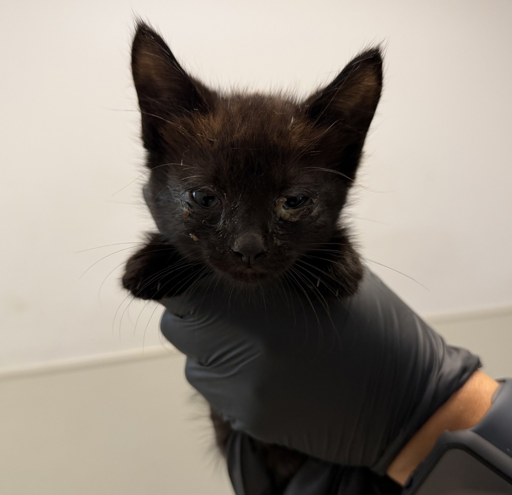 Shelter Stray Male Cat last seen Balboa Avenue, San Diego, CA, 92124, 5500 Gaines St, San Diego, CA 92110, USA