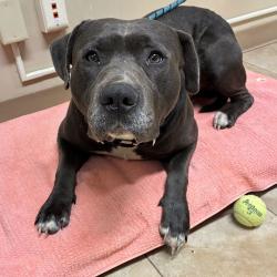 Shelter Stray Male Dog last seen NE 213th and Halsey, FAIRVIEW, OR, 97024, 1700 W Historic Columbia River Hwy, Troutdale, OR 97060, USA