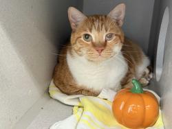 Shelter Stray Male Cat last seen Apt 4A,210 W 262nd Street, BRONX, NY, 10471, 326 E 110th St, New York, NY 10029, USA