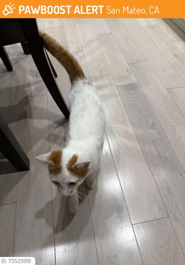 Found/Stray Unknown Cat last seen King street, San Mateo, CA 94403