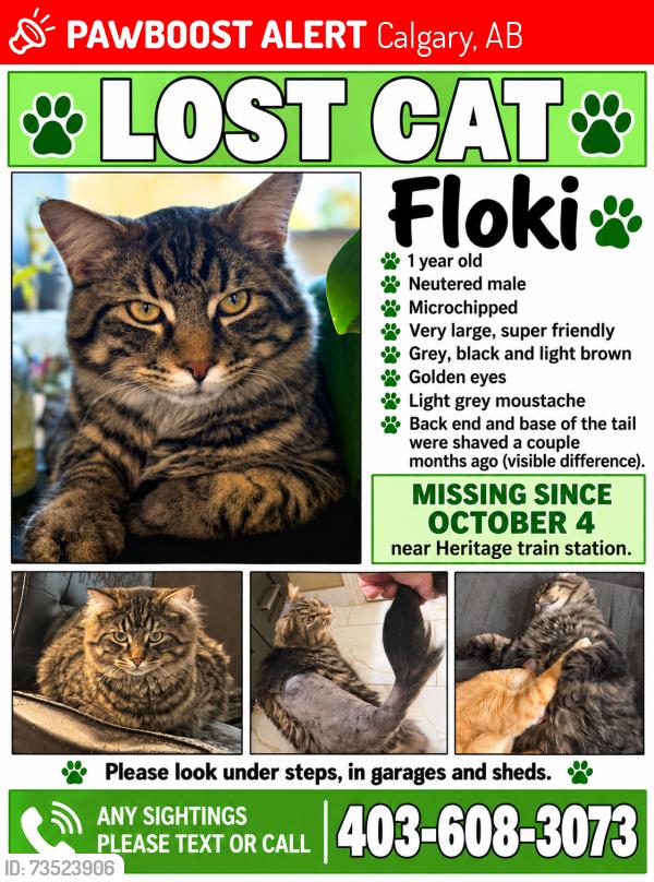 Lost Male Cat last seen Heritage Train station, Calgary, AB 
