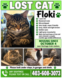 Lost Male Cat last seen Heritage Train station, Calgary, AB 