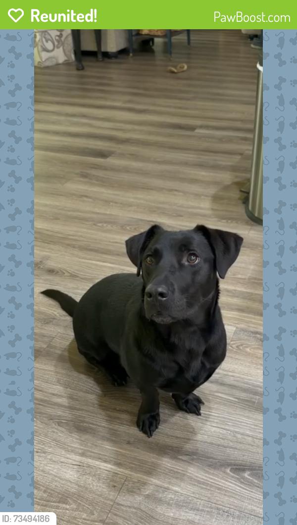 Reunited Male Dog last seen Jones road, highway 144, Daviess County, KY 42303