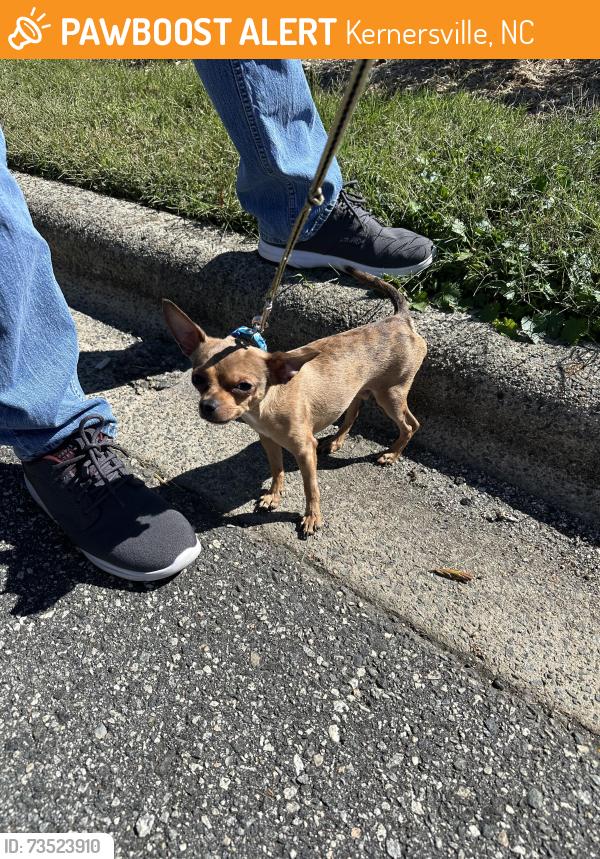 Found/Stray Male Dog last seen Street between Grease Monkey and Amalfis, Kernersville, NC 27284