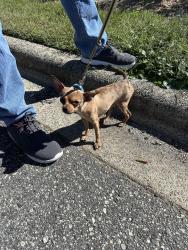 Found/Stray Male Dog last seen Street between Grease Monkey and Amalfis, Kernersville, NC 27284