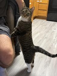 Reunited Male Cat last seen Bobolink St. Fort Walton Beach, FL, Fort Walton Beach, FL 32548