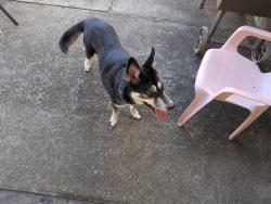 Reunited Female Dog last seen Rue Crozat @ Rue Desiree, Baton Rouge, LA 70810