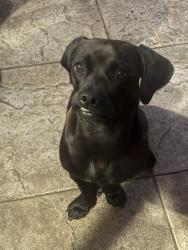 Lost Female Dog last seen Villas de Lima/la Palma, Yorba Linda, CA 92887