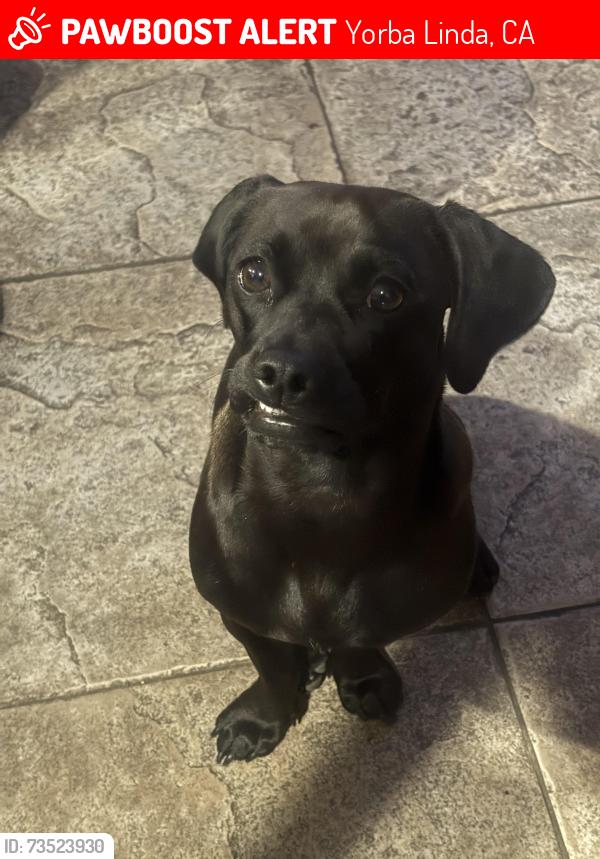 Lost Female Dog last seen Villas de Lima/la Palma, Yorba Linda, CA 92887