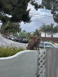 Lost Male Cat last seen Nevada and Michigan, Oceanside, CA 92054