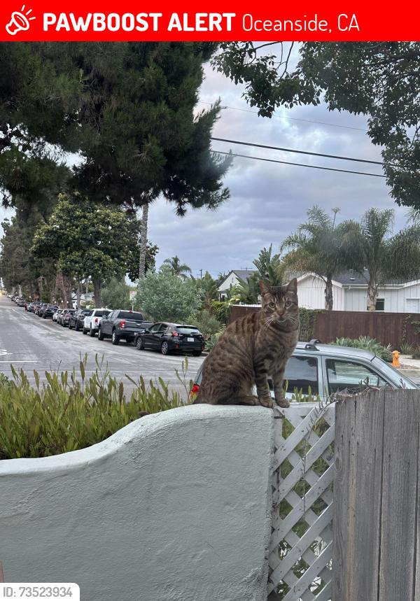 Lost Male Cat last seen Nevada and Michigan, Oceanside, CA 92054