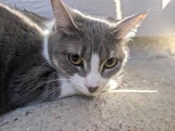 Reunited Unknown Cat last seen Stumberg Ln, Baton Rouge, LA, USA, Baton Rouge, LA 70816