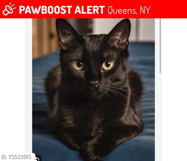 Lost Female Cat last seen Jerrico turnpike and cross island service road, Queens, NY 11426