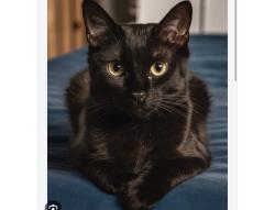 Lost Female Cat last seen Jerrico turnpike and cross island service road, Queens, NY 11426