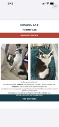 Lost Male Cat last seen hollywood Lakes, Johnson Street and 13th Court or Garfield, Hollywood, FL 33019