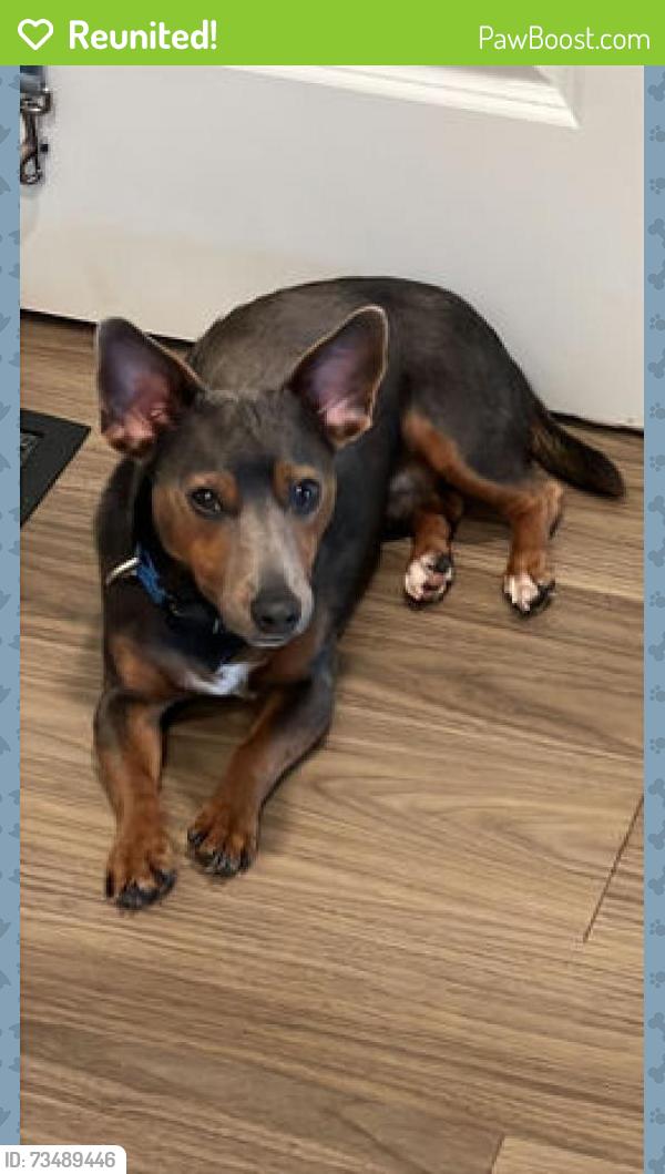 Reunited Male Dog last seen Trails Edge Drive near Lehigh Station Road / East River Road, Henrietta, NY 14586