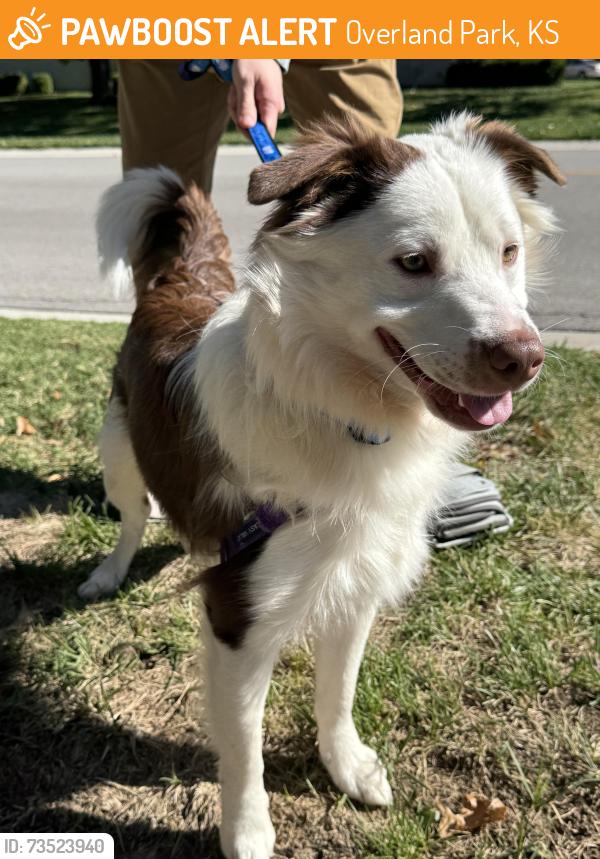 Found/Stray Male Dog last seen 119th and Grant Drive, Overland Park, KS 66213