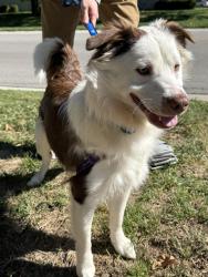 Found/Stray Male Dog last seen 119th and Grant Drive, Overland Park, KS 66213