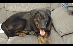 Reunited Male Dog last seen Smith Cox Rd NE off of Rye Patch Rd, Ludowici, GA 31316