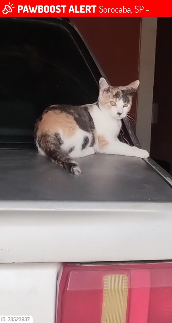 Lost Female Cat last seen Jardim Guaíba rua João Borges ribeiro, Sorocaba, SP 18077-130