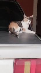 Lost Female Cat last seen Jardim Guaíba rua João Borges ribeiro, Sorocaba, SP 18077-130