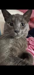 Lost Male Cat last seen Last By winrock park, Montgomery, IL 60538