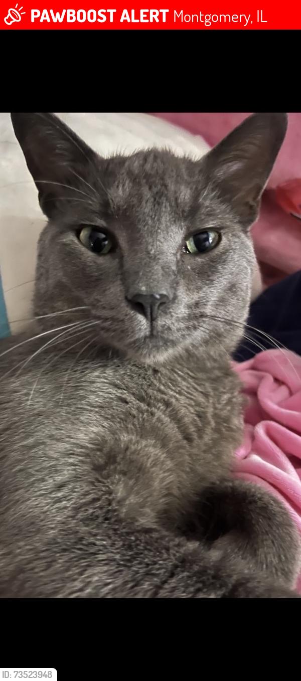 Lost Male Cat last seen Last By winrock park, Montgomery, IL 60538