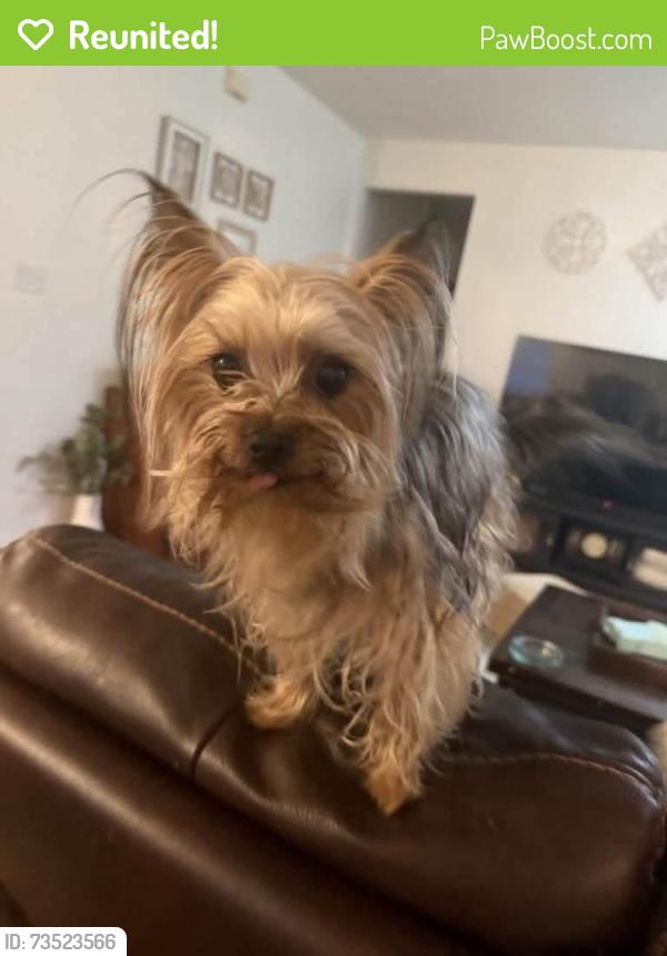 Reunited Female Dog last seen Terradyne and Canterwood (Meadows of Blackhawk, Pflugerville Texas), Pflugerville, TX 78660