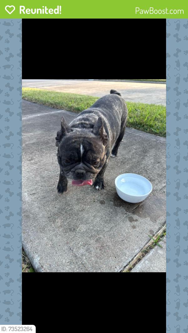 Reunited Female Dog last seen Gingerstone Ct, Fort Bend County, TX 77469