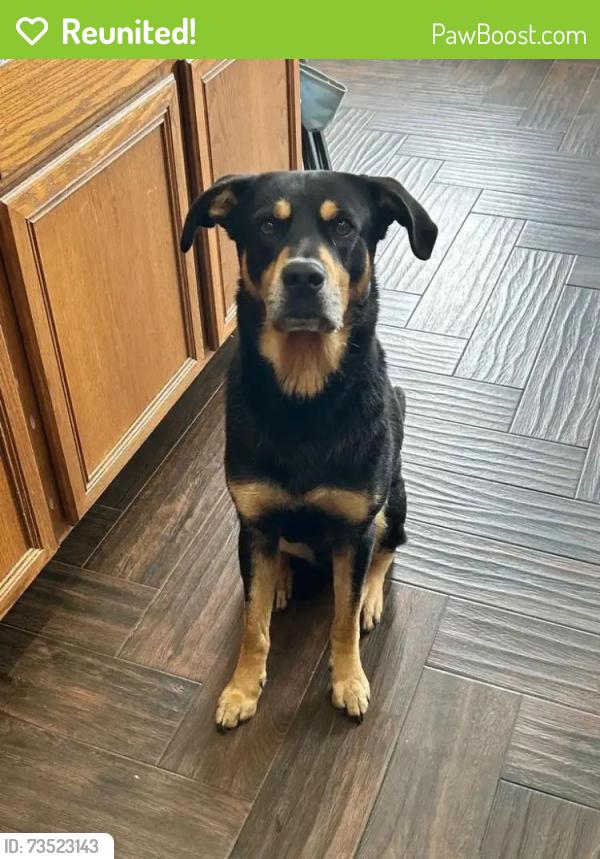 Reunited Male Dog last seen Gingerstone Ct, Fort Bend County, TX 77469