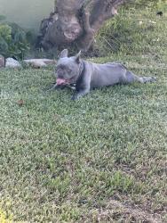 Found/Stray Male Dog last seen Inglewood and 95th, Inglewood, CA 90301