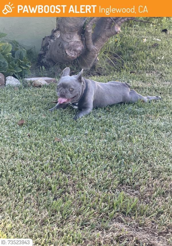 Found/Stray Male Dog last seen Inglewood and 95th, Inglewood, CA 90301
