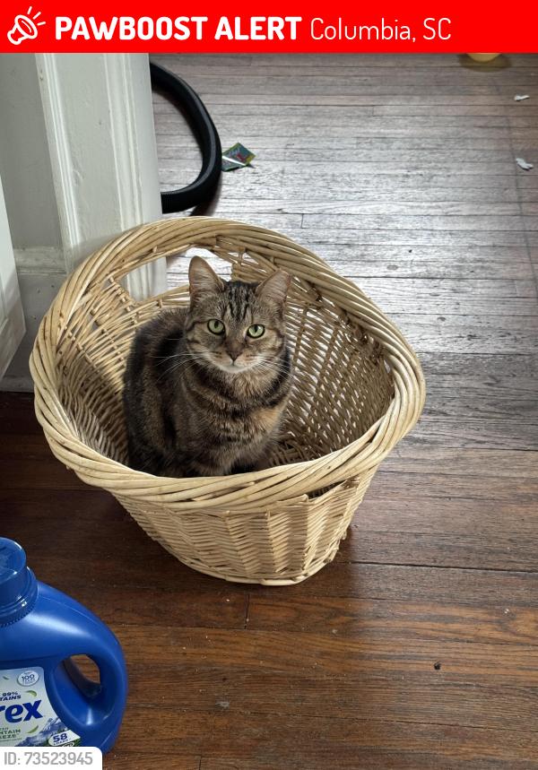 Lost Female Cat last seen Gill Creek & Northridge Rd, Columbia, SC 29206