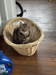 Lost Female Cat last seen Gill Creek & Northridge Rd, Columbia, SC 29206