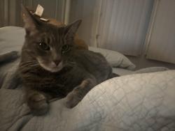 Lost Male Cat last seen Near radio pl, Stamford, CT 06906