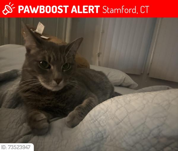 Lost Male Cat last seen Near radio pl, Stamford, CT 06906
