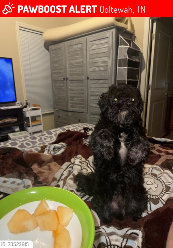 Lost Male Dog last seen Bluegill Cir, Ooltewah, TN 37363