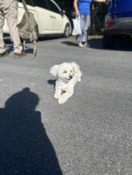 Reunited Female Dog last seen Near quick trip/ in front of a church, Carrollton, GA 30116