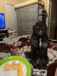 Lost Male Dog last seen Bluegill Cir, Ooltewah, TN 37363