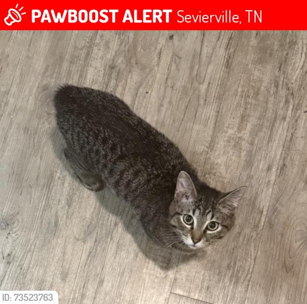 Lost Male Cat last seen Mcmahan, Sevierville, TN 37862