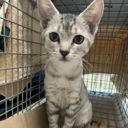Shelter Stray Female Cat last seen , 361 S Raymond Ave, Pasadena, CA 91105, USA