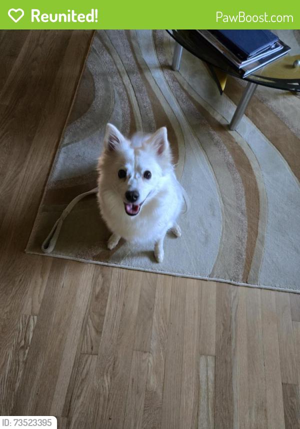 Reunited Unknown Dog last seen Peachcrest Rd, Briggs Chaney Rd, MD 20866