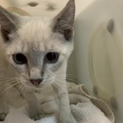 Shelter Stray Male Cat last seen , 361 S Raymond Ave, Pasadena, CA 91105, USA