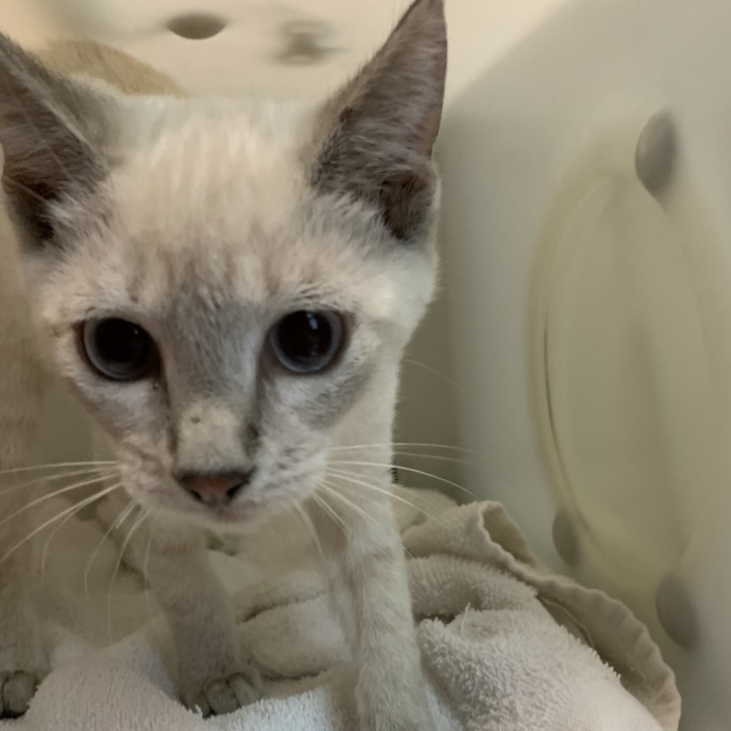 Shelter Stray Male Cat last seen , 361 S Raymond Ave, Pasadena, CA 91105, USA
